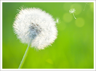 /media/pages/library/dandelion.jpg